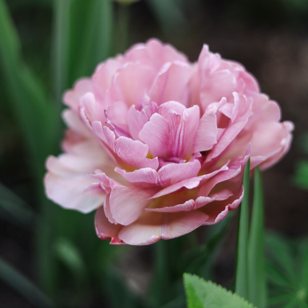 Tulp 'Beachberry' (10 stuks)