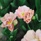 Tulp 'Beachberry' (10 stuks)