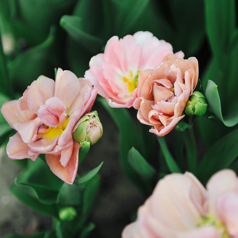 Tulp 'Beachberry' (10 stuks)