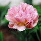 Tulp 'Beachberry' (10 stuks)