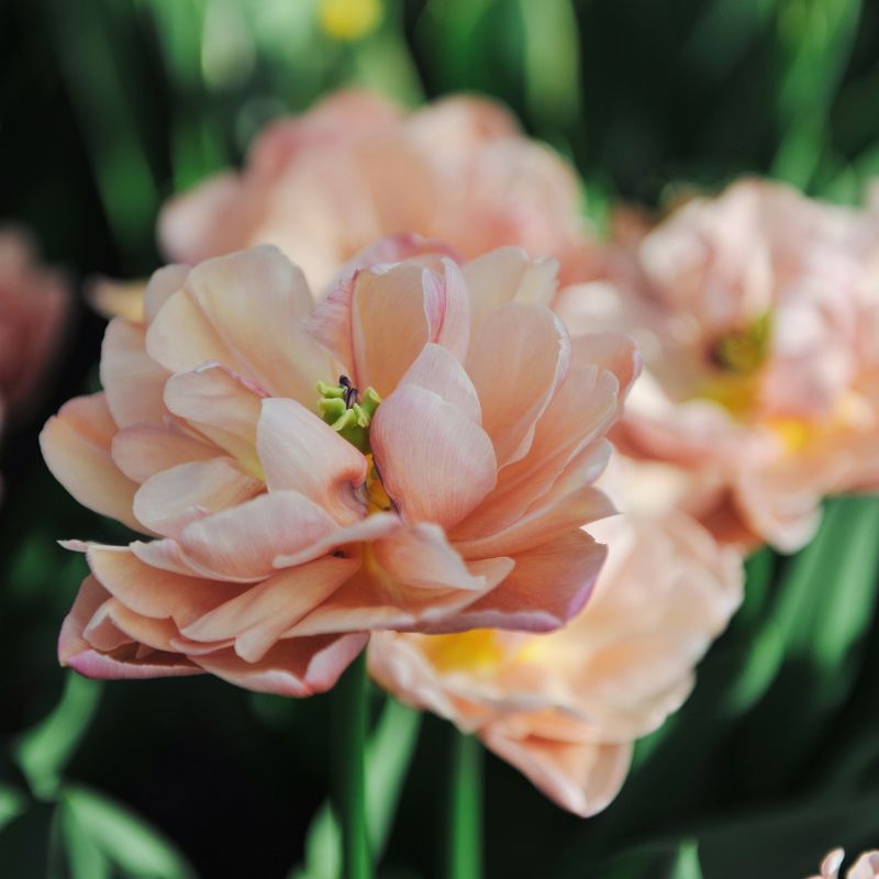 Tulp 'Beachberry' (10 stuks)