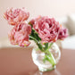Tulp 'Beachberry' (10 stuks)