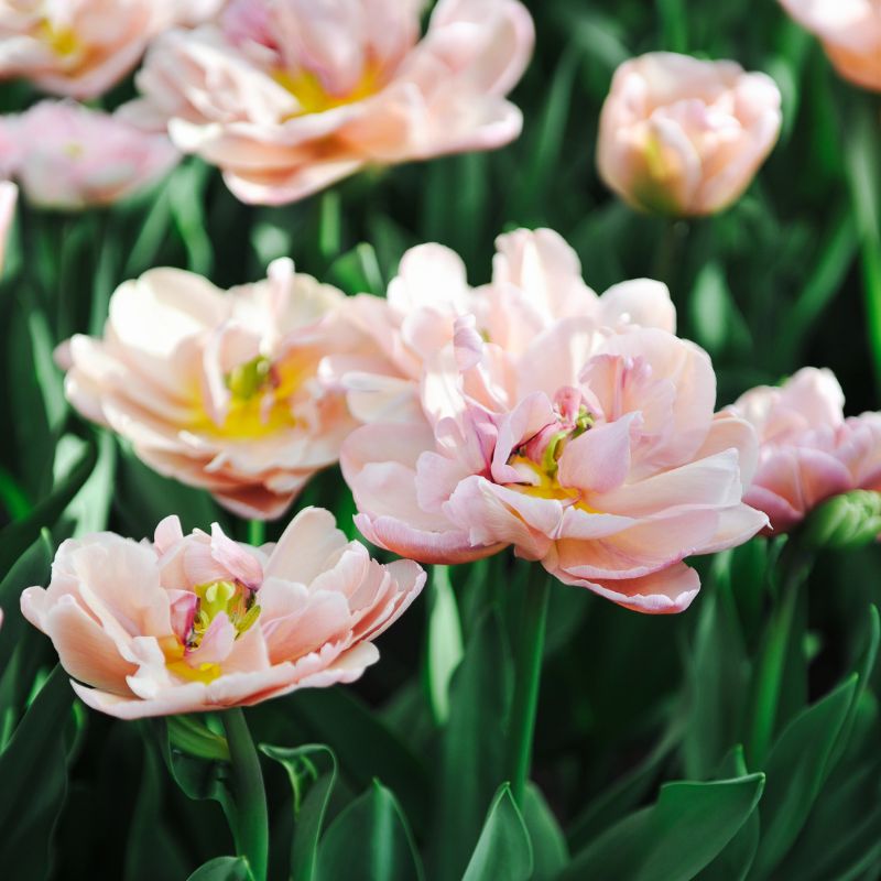 Tulp 'Beachberry' (10 stuks)
