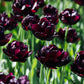 Tulp 'Black Hero' (10 stuks)