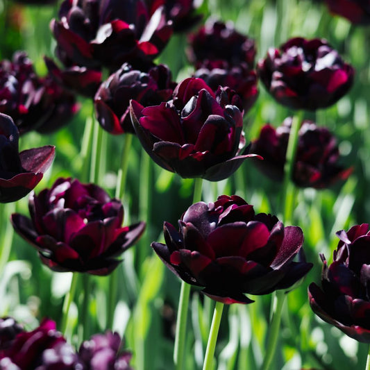 Tulp 'Black Hero' (10 stuks)