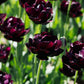 Tulp 'Black Hero' (10 stuks)