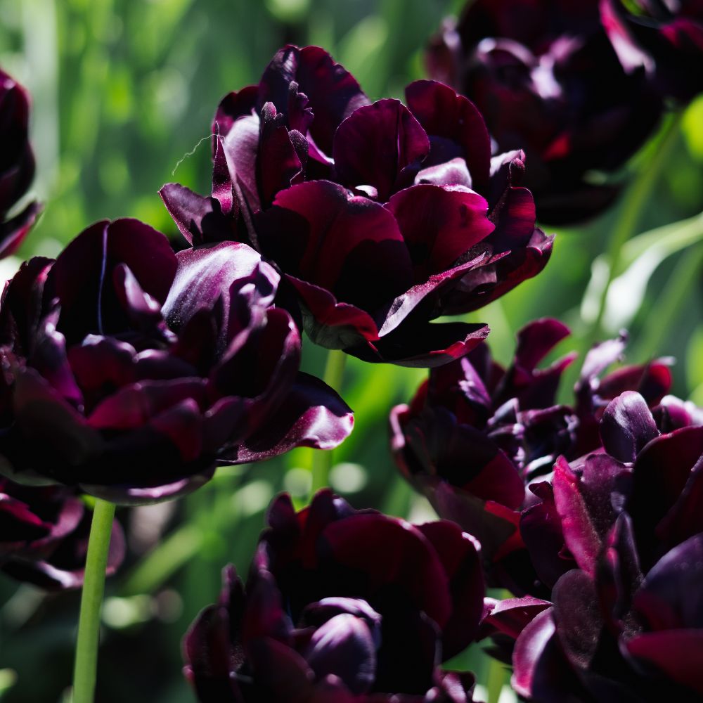 Tulp 'Black Hero' (10 stuks)