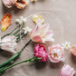 Tulp 'Blushing Lady' (10 stuks) BIO