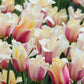 Tulp 'Blushing Lady' (10 stuks) BIO