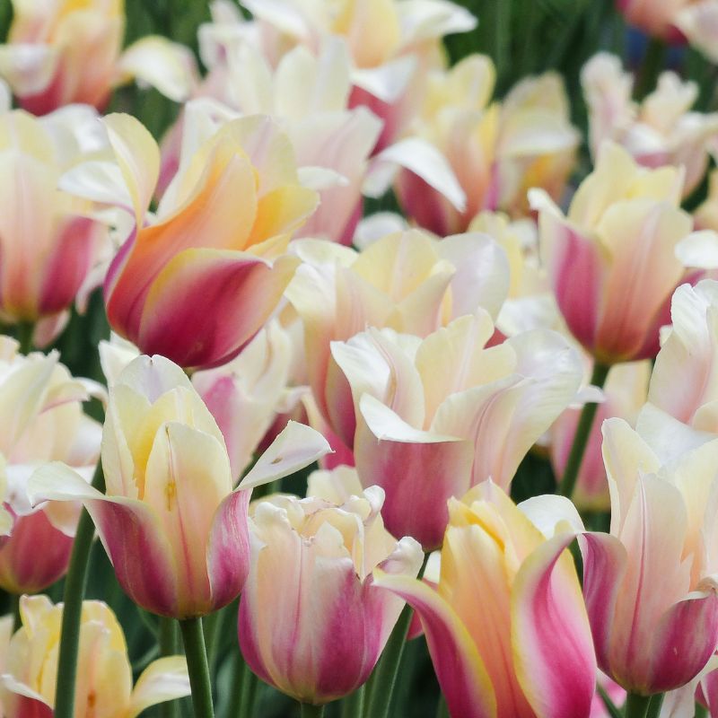 Tulp 'Blushing Lady' (10 stuks) BIO