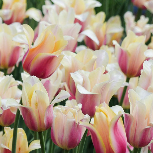 Tulp 'Blushing Lady' (10 stuks) BIO