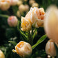 Tulp 'Charming Beauty' (10 stuks)