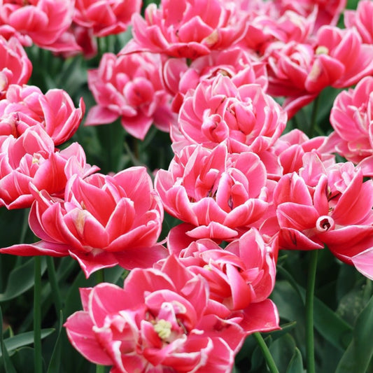 Tulp 'Columbus' (10 stuks) BIO