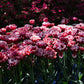 Tulp 'Columbus' (10 stuks) BIO