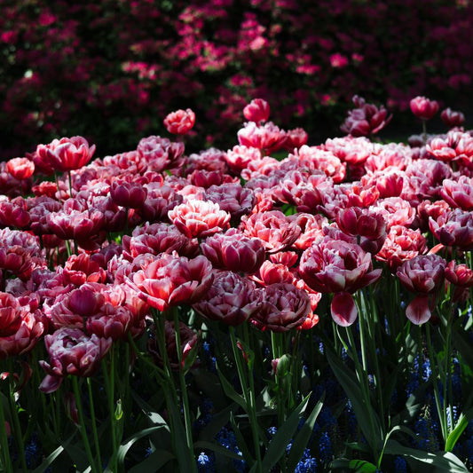 Tulp 'Columbus' (10 stuks) BIO