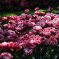 Bollenbundel Tulpenmix 'Colourful'