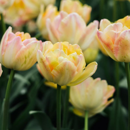 Tulp 'Cream Upstar' (10 stuks)