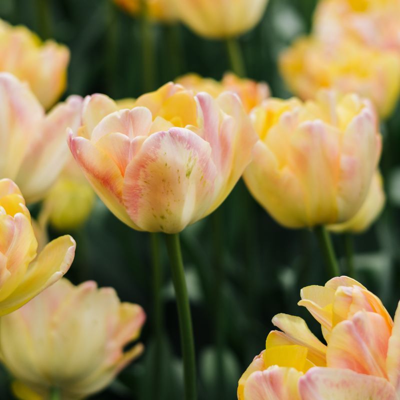 Tulp 'Cream Upstar' (10 stuks)