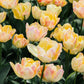 Tulp 'Cream Upstar' (10 stuks)