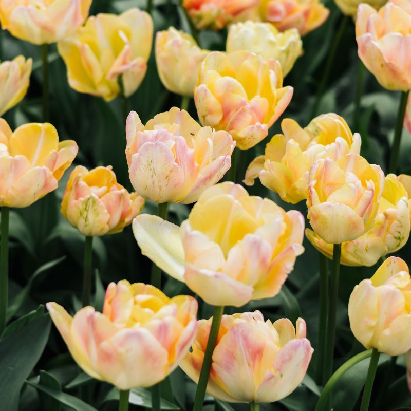 Tulp 'Cream Upstar' (10 stuks)