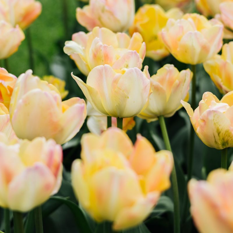 Tulp 'Cream Upstar' (10 stuks)
