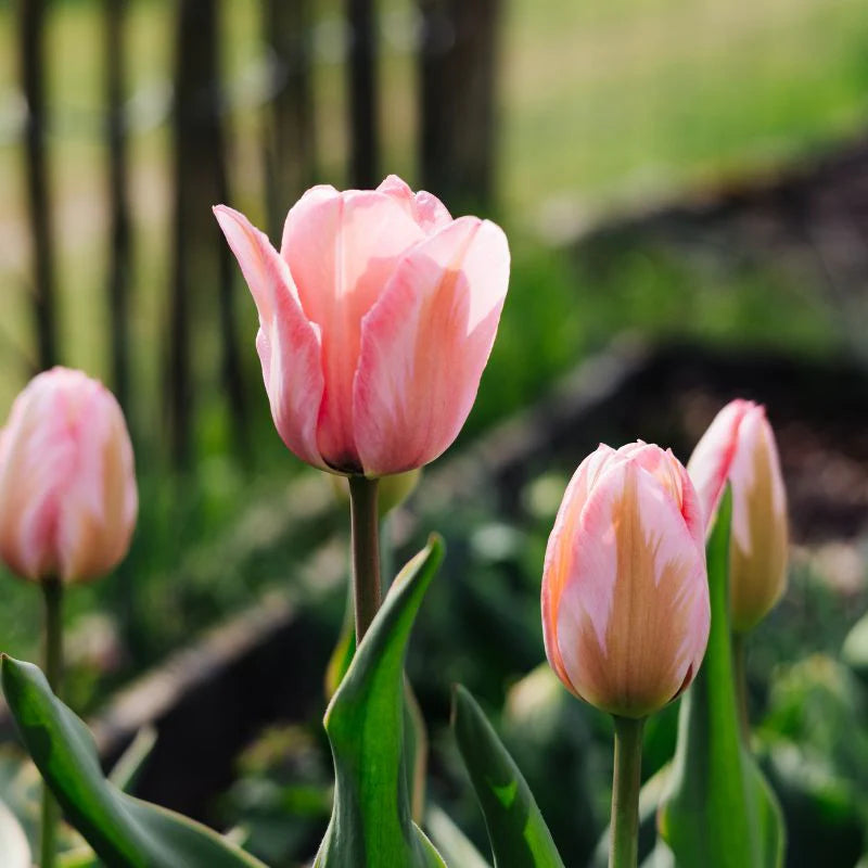 Bollenbundel Tulpenmix 'Colourful'