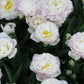 Tulp 'Double Surprise' (10 stuks)