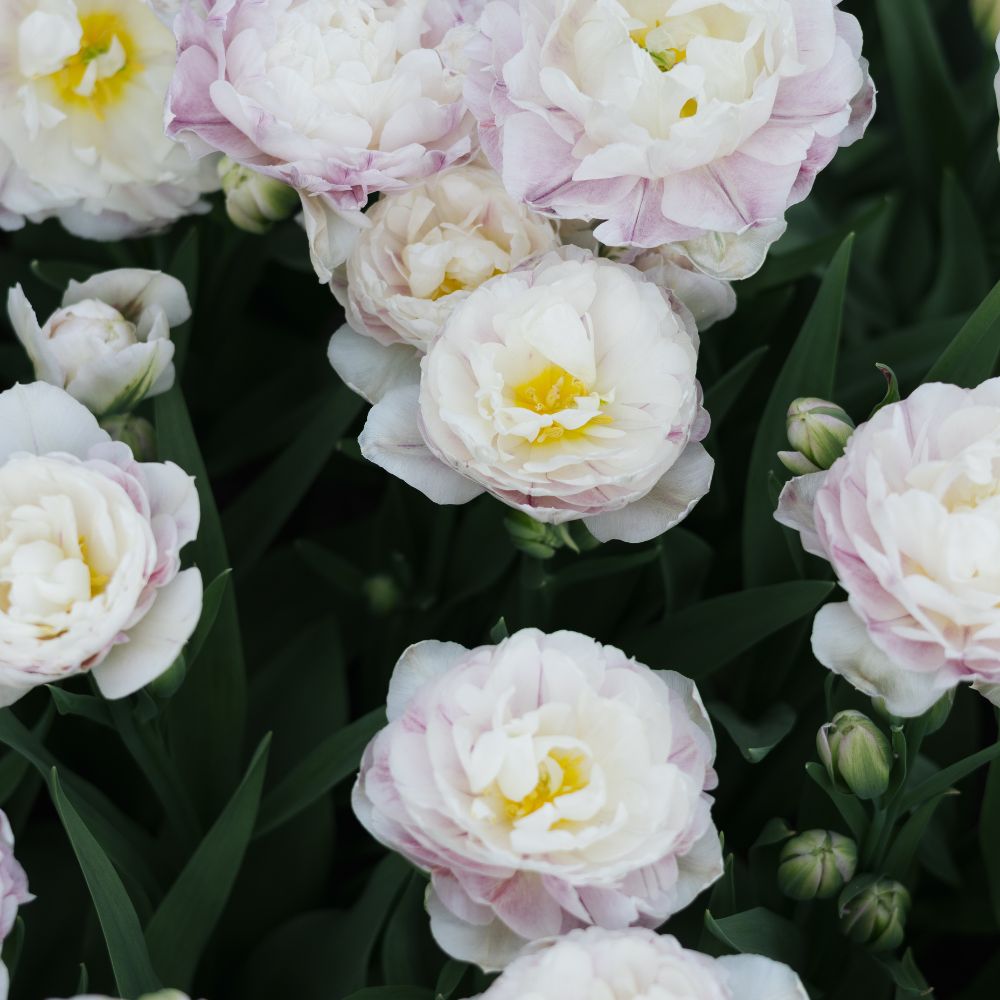 Tulp 'Double Surprise' (10 stuks)
