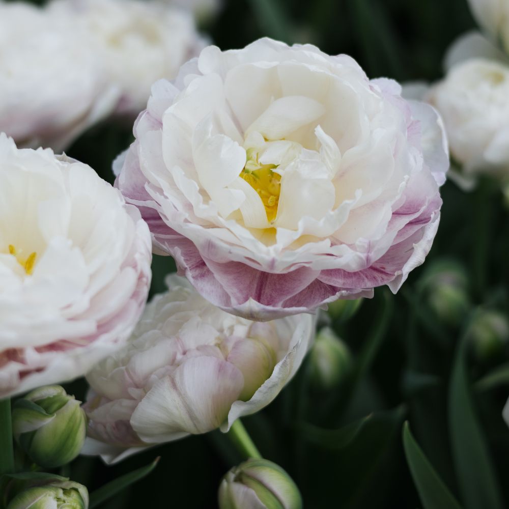 Tulp 'Double Surprise' (10 stuks)