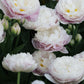 Tulp 'Double Surprise' (10 stuks)