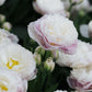 Tulp 'Double Surprise' (10 stuks)