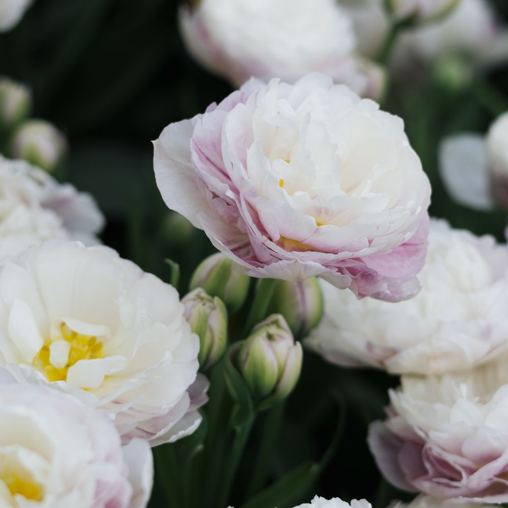 Tulp 'Double Surprise' (10 stuks)