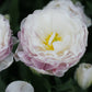 Tulp 'Double Surprise' (10 stuks)