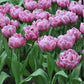 Tulp 'Double You' (10 stuks)