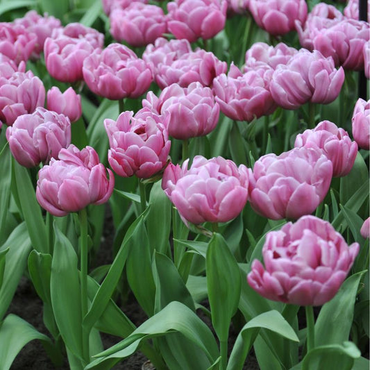 Tulp 'Double You' (10 stuks)