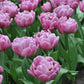 Tulp 'Double You' (10 stuks)