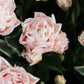 Tulp 'Dreamer' (10 stuks) BIO