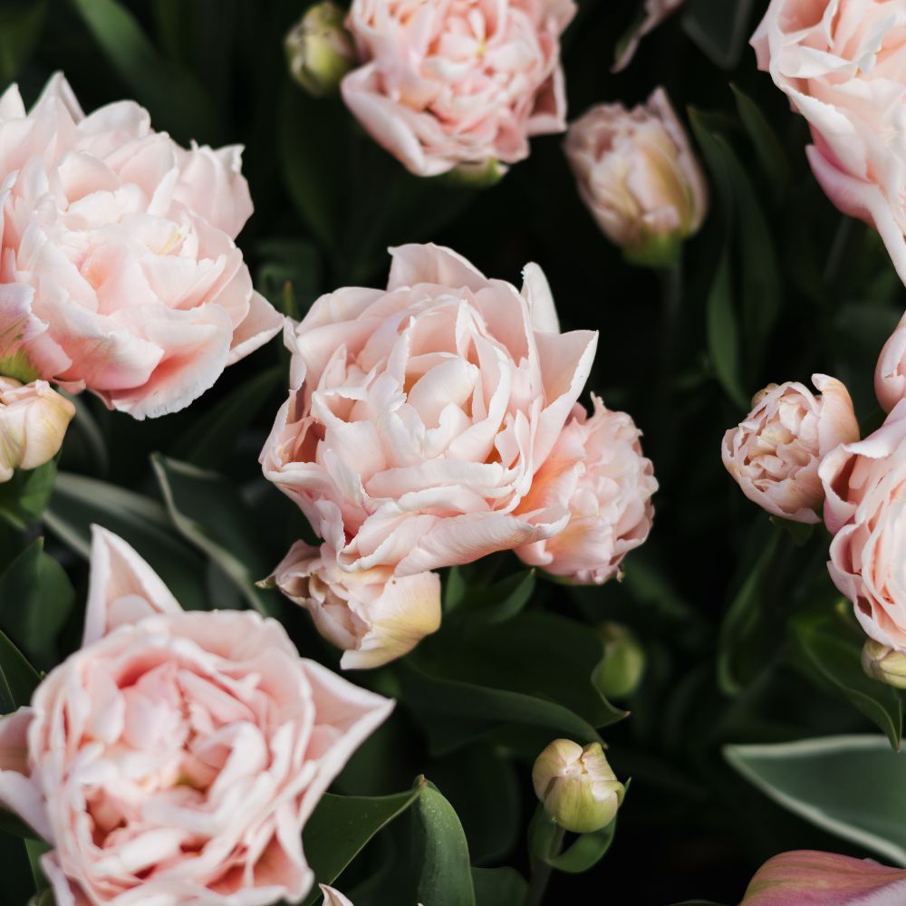 Tulp 'Dreamer' (10 stuks) BIO