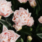 Tulp 'Dreamer' (10 stuks) BIO