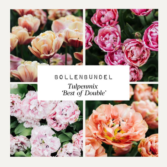 Bollenbundel Tulpenmix 'Best of Double'