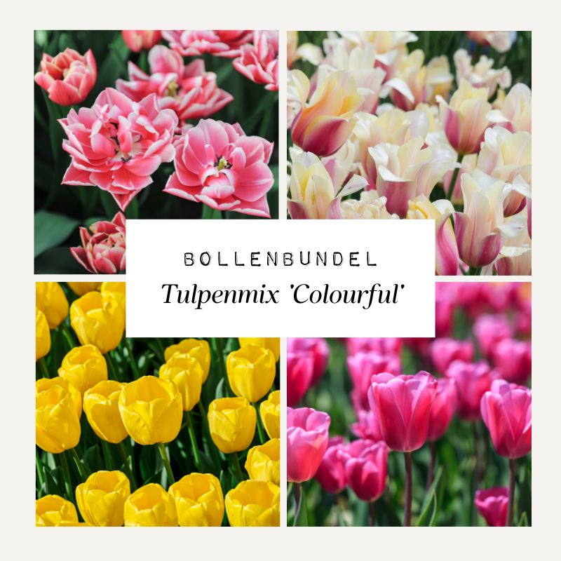Bollenbundel Tulpenmix 'Colourful'