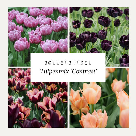Bollenbundel Tulpenmix 'Contrast'