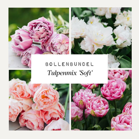 Bollenbundel Tulpenmix 'Soft'