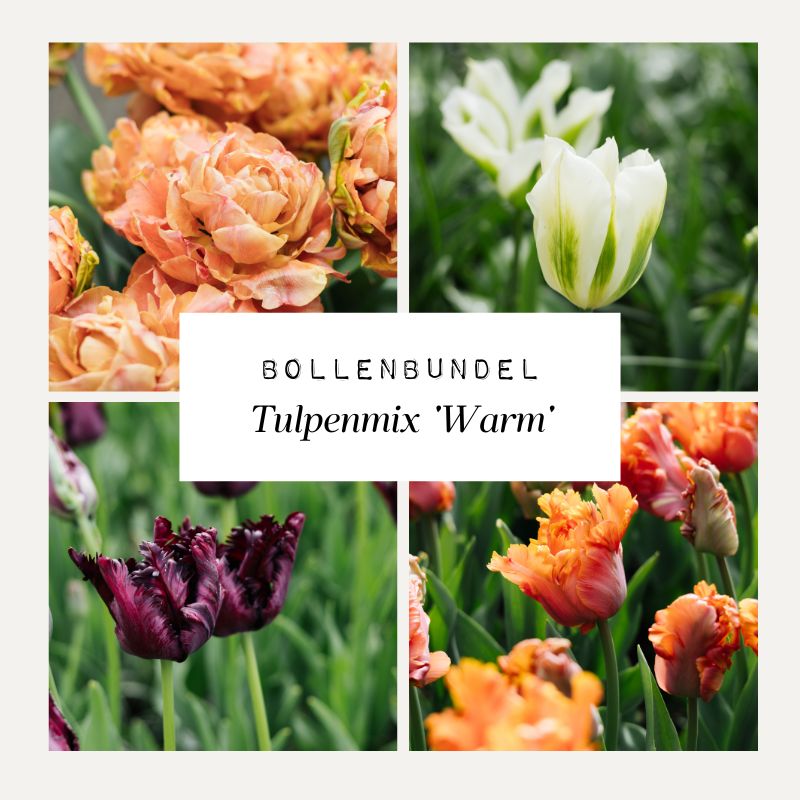 Bollenbundel Tulpenmix 'Warm'