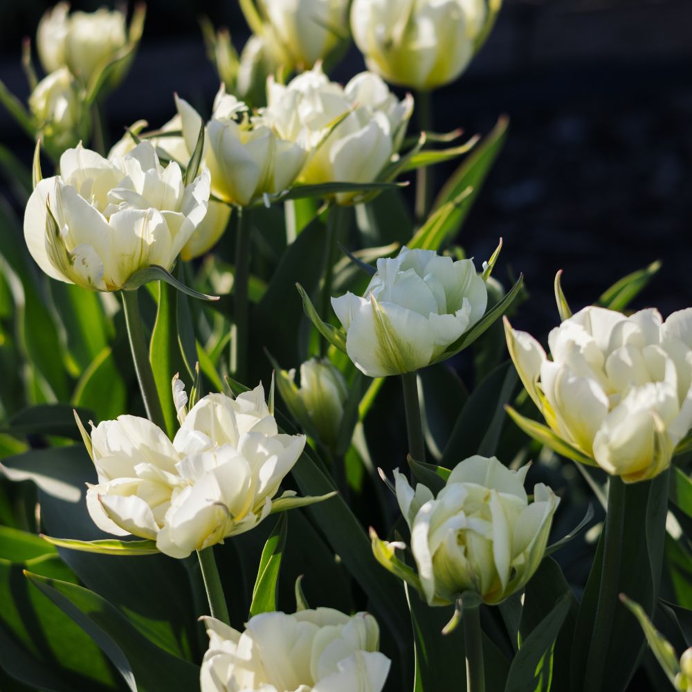 Tulp 'Exotic Emperor' (10 stuks) BIO