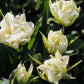 Tulp 'Exotic Emperor' (10 stuks) BIO