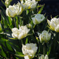 Tulp 'Exotic Emperor' (10 stuks) BIO