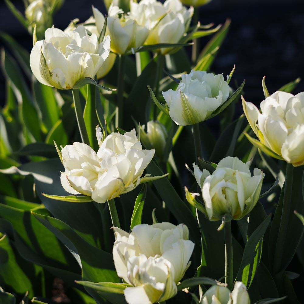 Tulp 'Exotic Emperor' (10 stuks) BIO