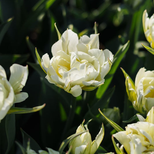 Tulp 'Exotic Emperor' (10 stuks) BIO