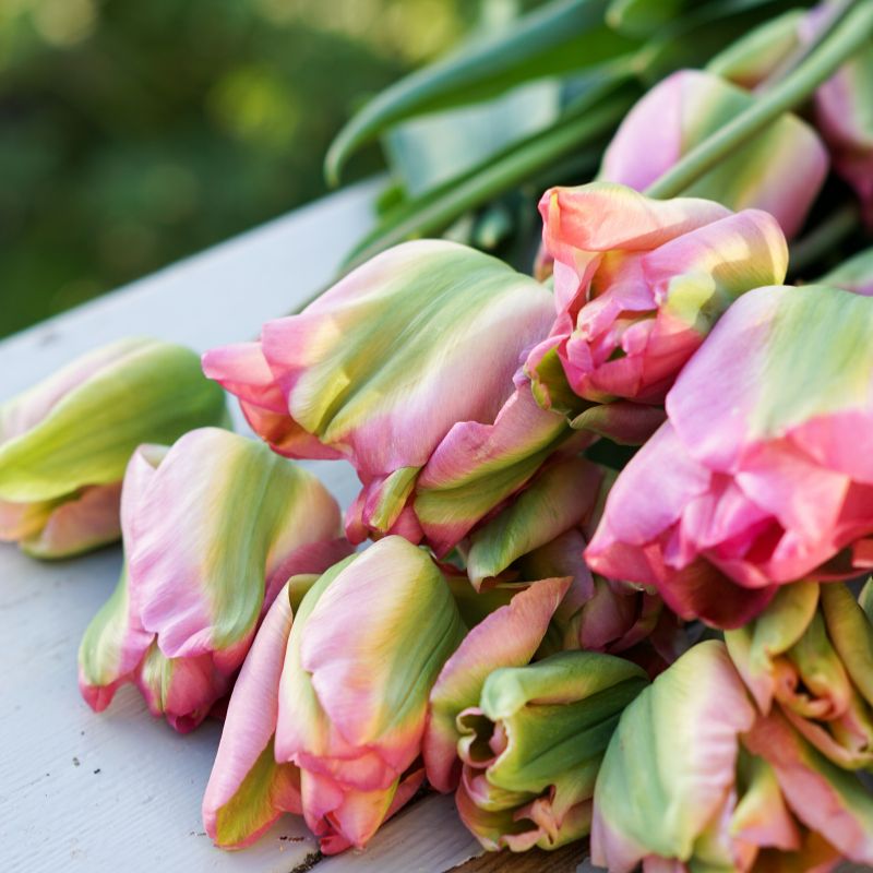 Tulp 'Groenland' (10 stuks) BIO